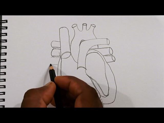 How to draw human heart in easy way | Human heart drawing | Heart drawing | Human heart