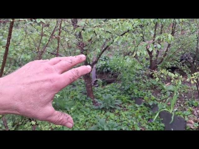 what is edible at Phat Ninja Foodforest