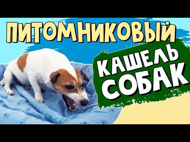 Питомниковый кашель у собак: как это выглядит. Симптомы и профилактика