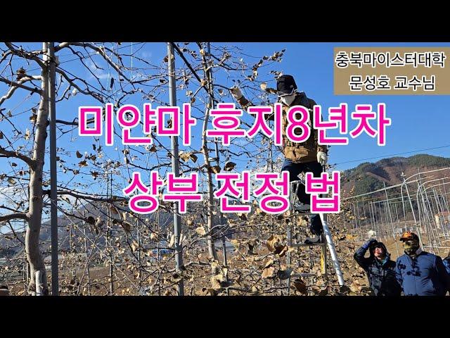 후지 8년차 상단 전정법 (공간활용 및 좁혀가는 기술)