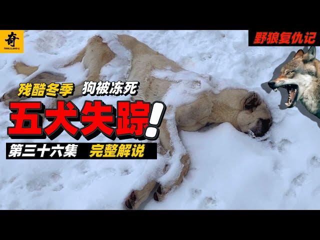 大型紀錄片【野狼復仇記】第六季36集，流浪犬被凍死，地牢臨産在即，狼群再次喫牛，五條牧羊犬失蹤#坎高犬#狼#牧羊犬#狗