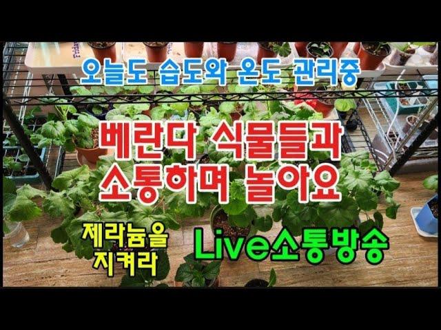 #옥전농부 #베란다 식물들과 소통하며 놀아요#오늘도 습도와 온도 관리중 #제라늄을 지켜라!#Live소통방송