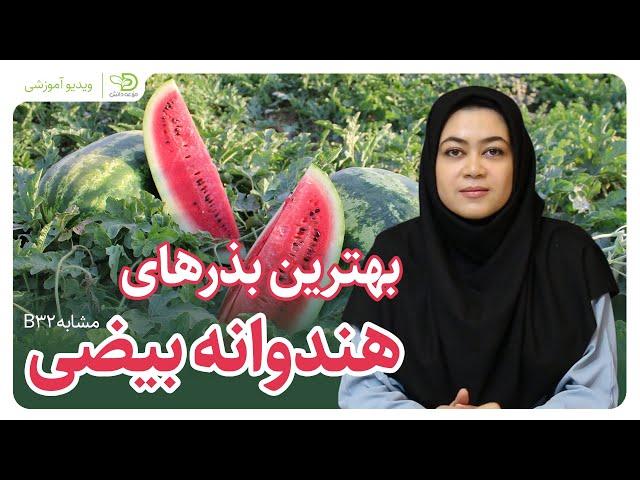 بهترین بذر هندوانه بیضی_The Best Elliptic Watermelons