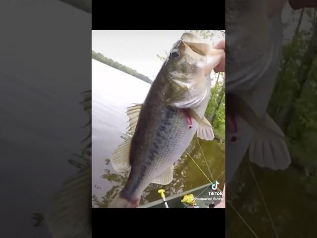 Big bass! Huge bass! 7 pound bass. Bass fishing #fishing #bassfishing #fishingvideo #fish #outdoors