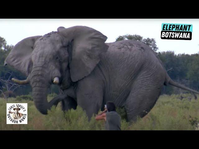 Perfect Short-Range Shot on a Massive and Old Elephant