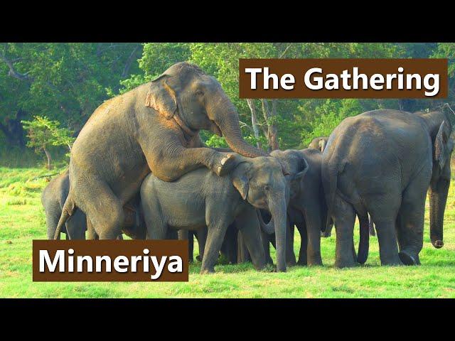 The Gathering - Minneriya Park | Sri Lanka