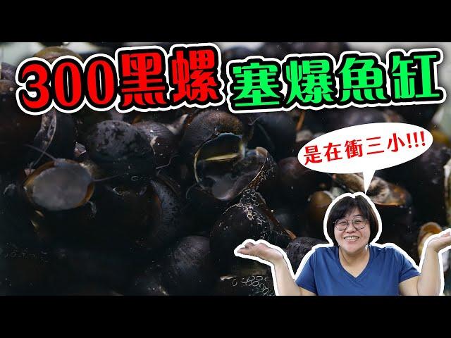 瞞著主管丟黑金鋼螺！一小時內丟300顆小青哪時才發現？魚缸都快爆炸啦！