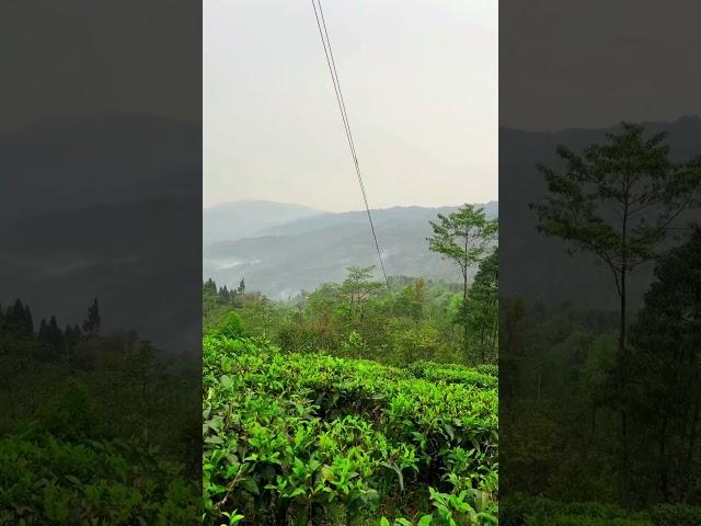 Offbeat place near Darjeeling #travel #explore #wanderwithdebritu