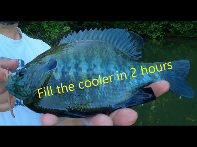 How to fill the cooler full of Bluegill in 2 hours.