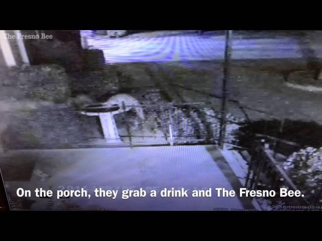 Neighborhood foxes take porched Fresno Bee