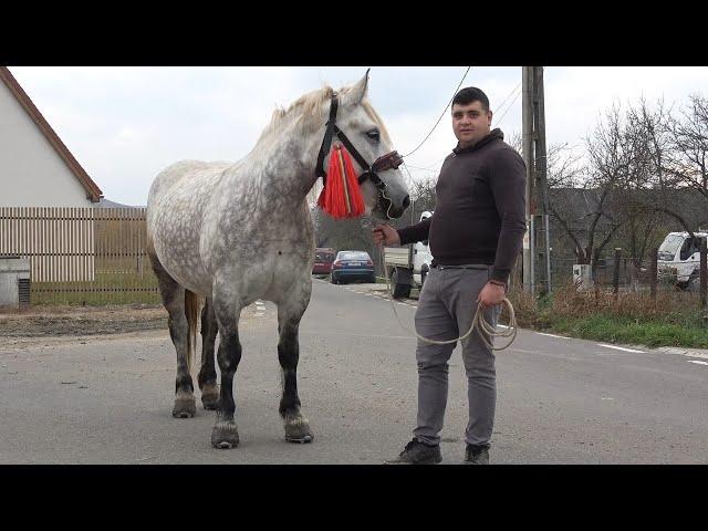 Caii lui Dragos de la Rascruci, Cluj - 2024 Nou!!!