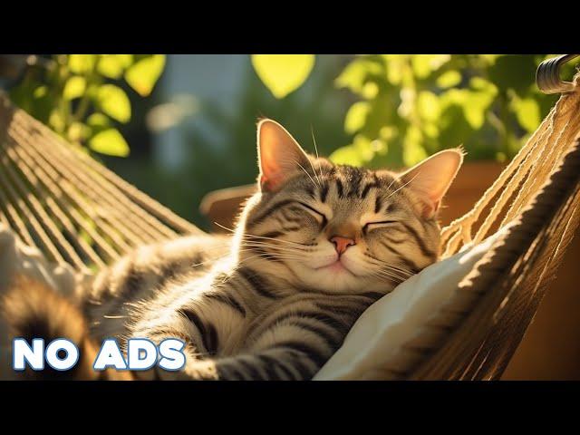 12 Hours Sleep Music for Cats  Calming Music for Cats No Ads  Sleep Music for Anxious Cats