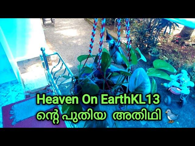 Heaven on Earth KL13 ന്റെ പുതിയ അതിഥി /Bird building nest