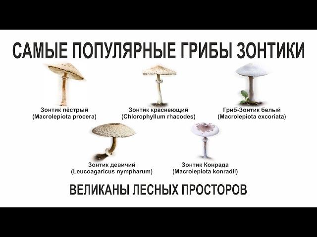 САМЫЕ ПОПУЛЯРНЫЕ ГРИБЫ ЗОНТИКИ, ВЕЛИКАНЫ ЛЕСНЫХ ПРОСТОРОВ