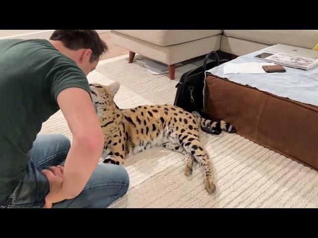 Chloe the Serval playing with her dad!