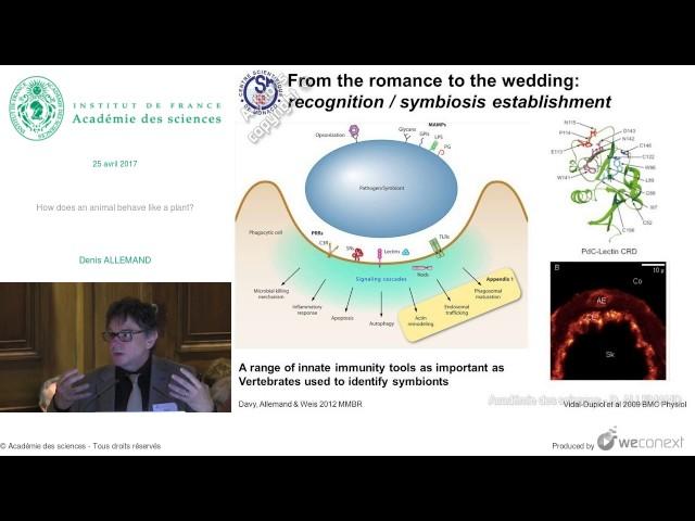 [Conférence] D. ALLEMAND - How does an animal behave like a plant?