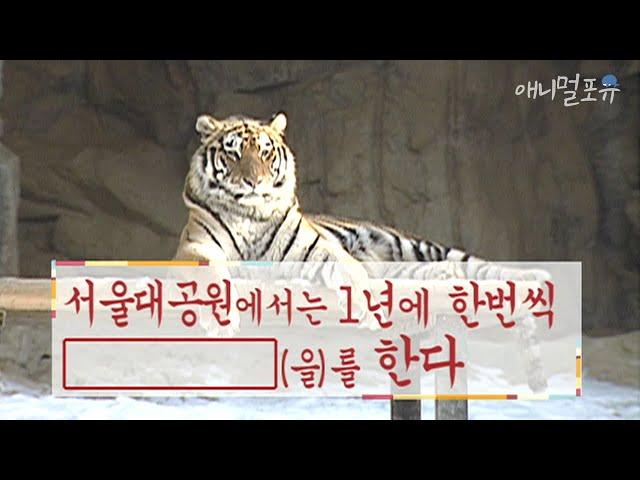 시청자 요청  서울대공원에서는 1년에 한번씩 【　      　】를 한다 ｜KBS 애니멀 스펀지 040117 방송