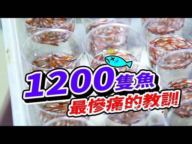 陣亡了1200條紅蓮燈魚......光是撈魚就花了我3小時 They Cost me 15,000 dollars, The fish doctor teach me the lesson.