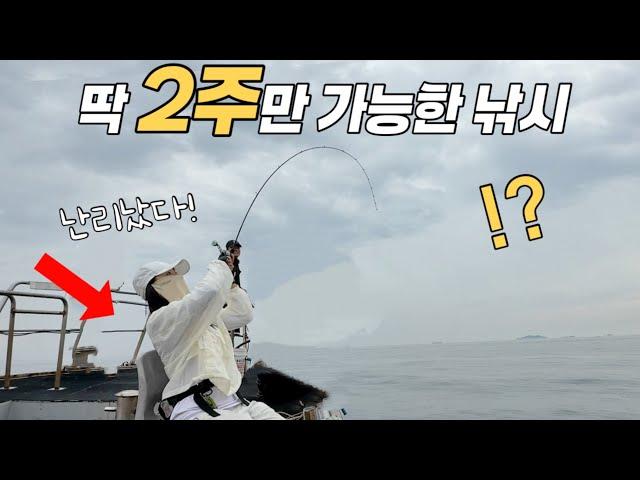 서해바다에 지금 고급횟감이 쏟아져!!ㄷㄷ 무조건 선비 벌어 돌아갑니다!