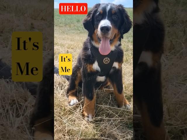 HELLO it's me - BENNO #Puppie #bernesepuppy #fluffy #cute