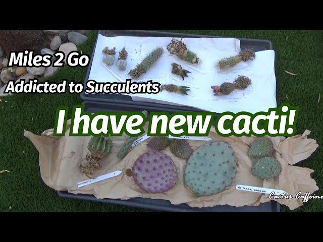 I Have New Cactus! | Addicted to Succulents | Miles To Go