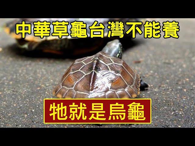 中華草龜台灣不能飼養好可愛啊！|【雙Q烏龜成長日記】