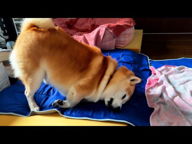 Shibe gets soaked in the floodwaters and goes on a rampage inside the cooling mat in anger