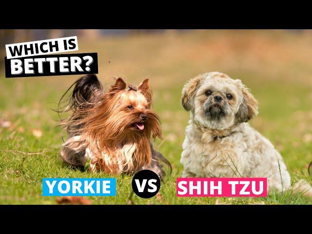 Shih Tzu vs Yorkshire Terrier: Which is Better?