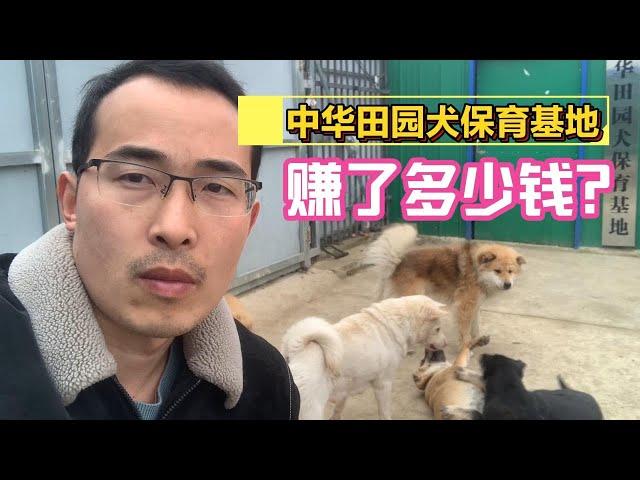 年度总结  中华田园犬保育基地这一年，我赚了多少钱？