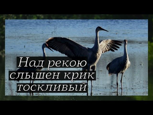 Над рекою слышен крик тоскливый... – Пётр Бальжик
