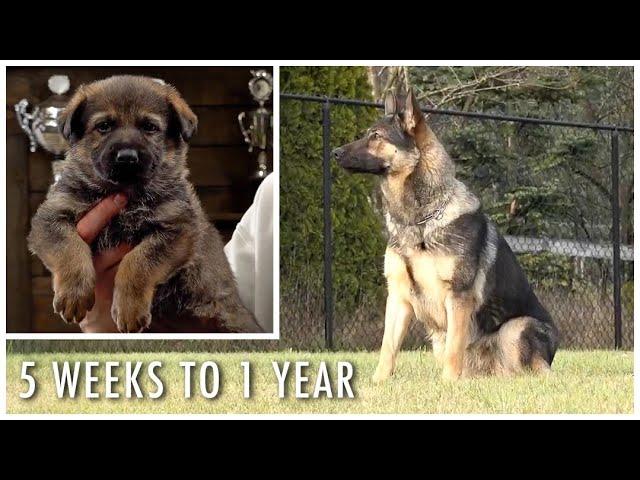 Five Weeks to One Year Old! | Kraftwerk K9 German Shepherds