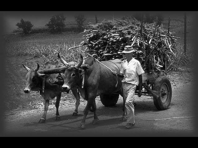 Extrait de "L'île de la Réunion" - 1966