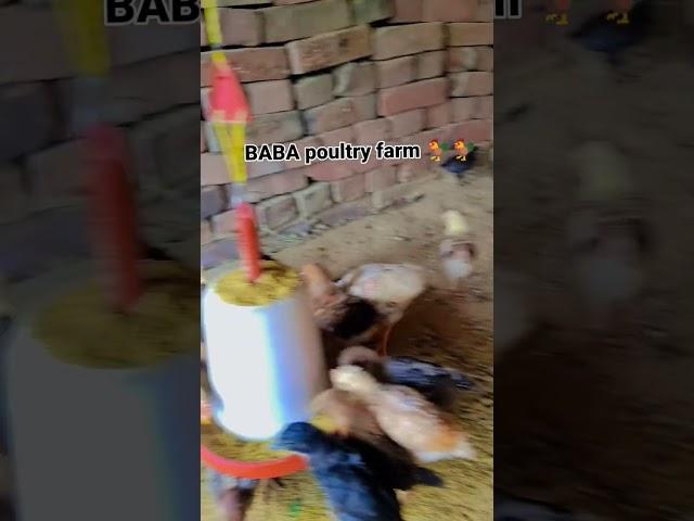 #poultryfarm #chicken #birds #poultrylove #poultrybaba #poultry #funny #poultrybabaday