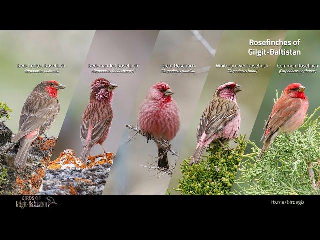 Rosefinches of Gilgit-Baltistan