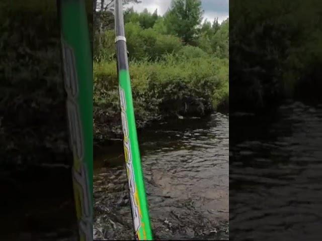 Рыбный перекат #рыба #рыбалка #fishing #тайга #туризм #приключения #nature #природа #красота #лето