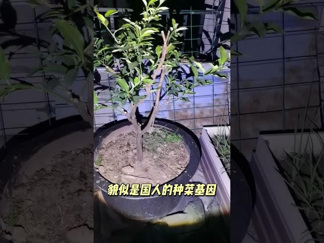 屋顶的小菜园