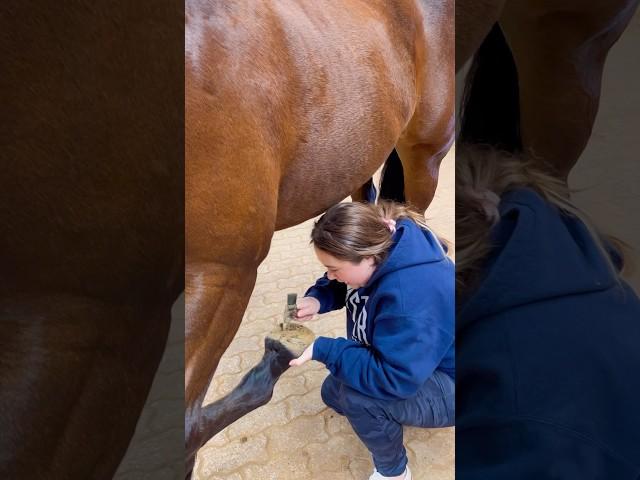 Beginner Vs Beginner Horse Owners!  #shorts #animals