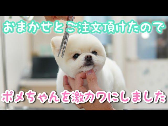 激カワポメちゃんのくまさんカット【墨田区両国・台東区蔵前エリアのトリミングサロン　Dog Salon PAPA】　　2020/6/②