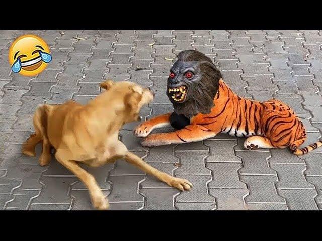 Funny Animal Videos 2024  - Funniest Dogs and Cats Videos  Part 2532