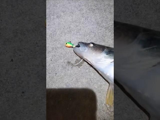 Fish Head Assassin #fishing #fishheadassassin #fish #fishing #walleye #walleyefishing
