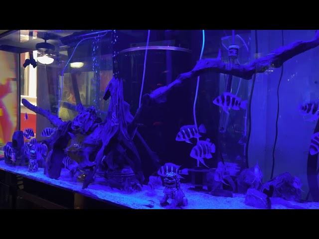 Crispy Clean Aquariums /CCA VIDEO