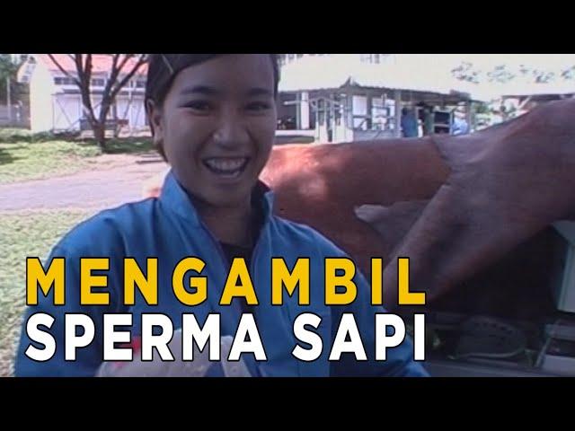 Begini triknya untuk mengambil sperma sapi | JELAJAH