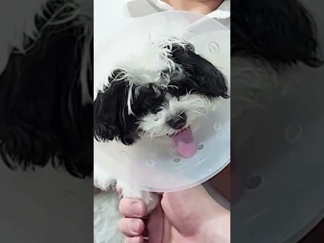 나는 진짜야 #조르바트레이닝 #교육미용 #조르바교육미용
