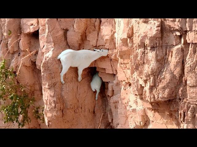 Gravity? Just a Joke for These Goats!