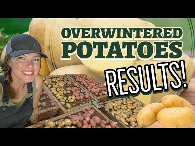 Growing Potatoes over the Winter: The Results!