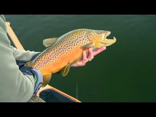 Fall Trout Fishing - Rainbows Browns Brookies & Tiger Trout!