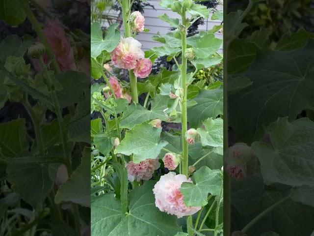 Cottage garden stroll full of blooms.#flowerblooms #mayflowers