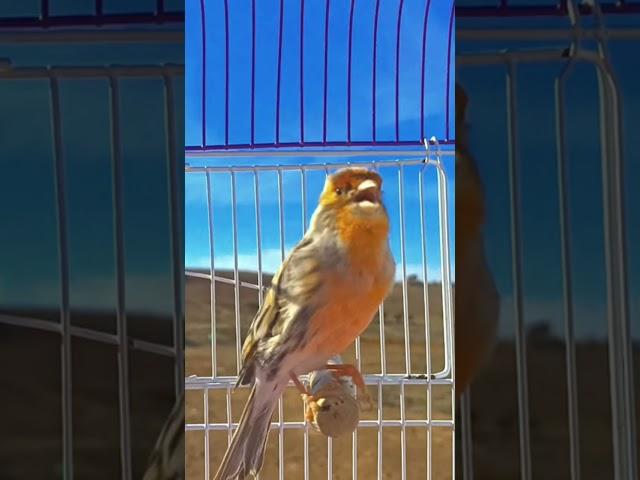 canary songs