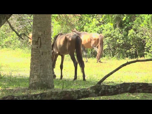 Judge dismisses lawsuit alleging feral horses on Cumberland Island are starving, not suited for land