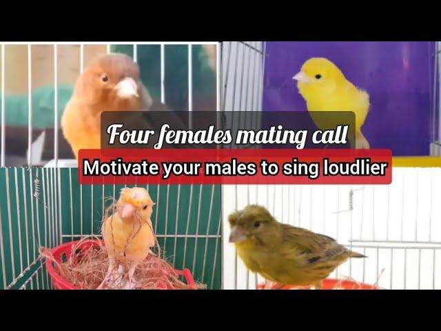 BEST mating call 4 females canary EVER to MOTIVATE your CANARY to sing LOUDLIER - HD LIVE training